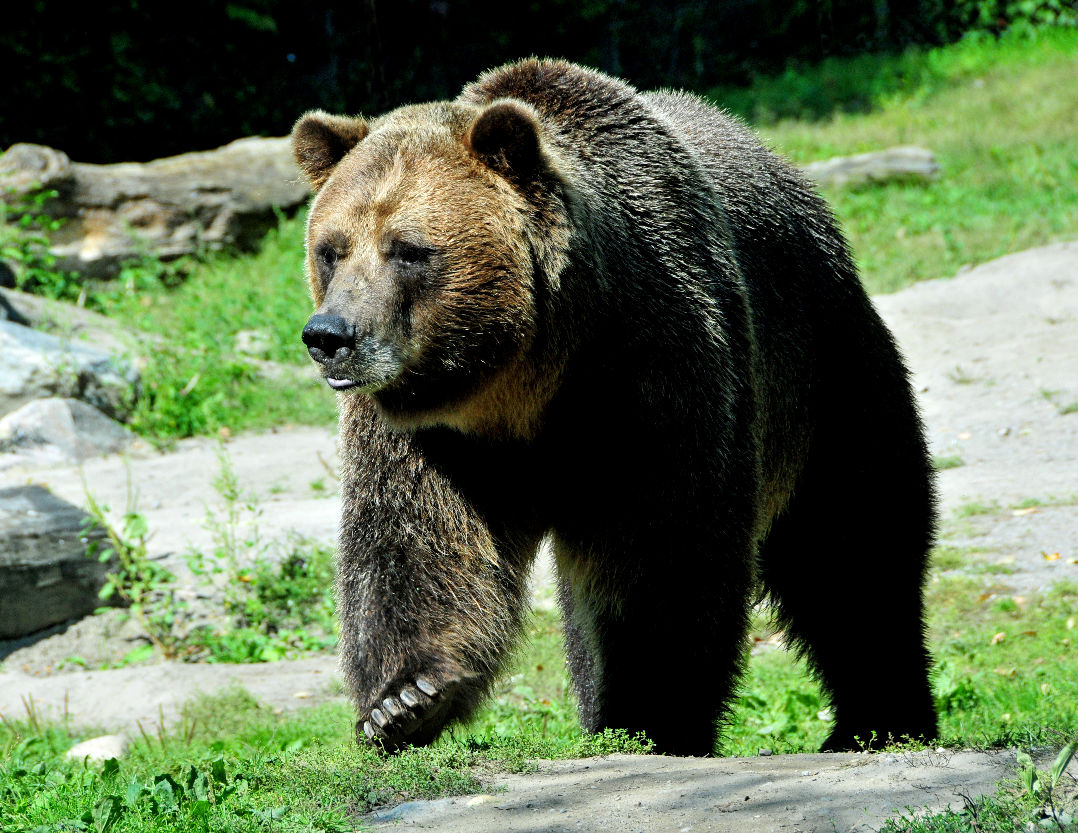 GSC scientists sequence the grizzly bear genome