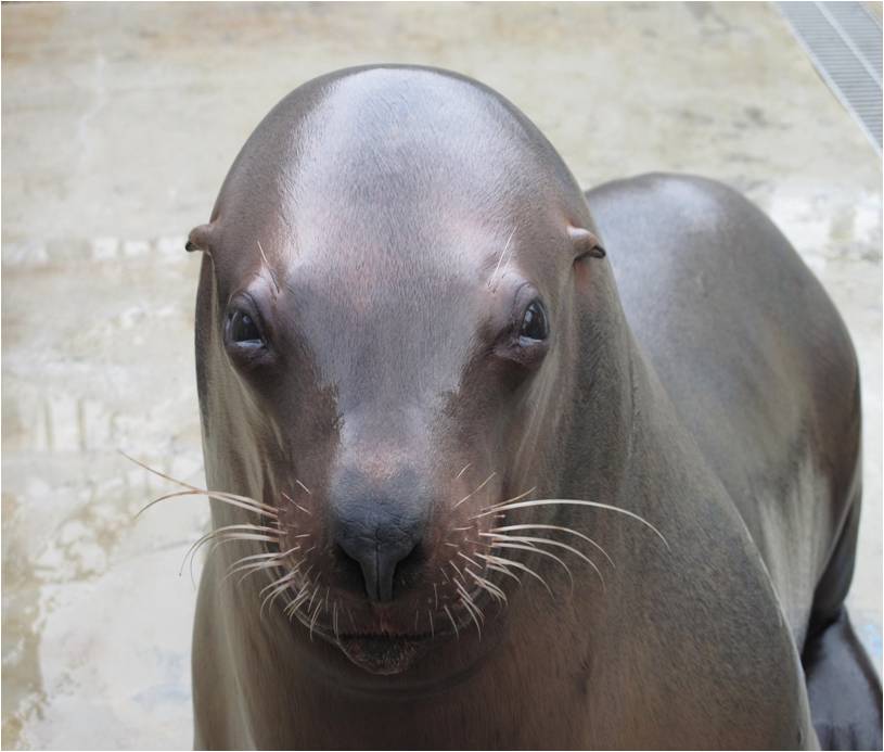 Steller sea lion genome sequenced 