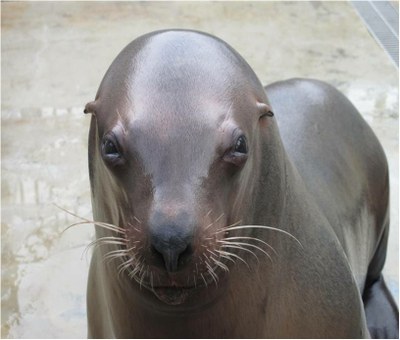 Steller sea lion genome sequenced 