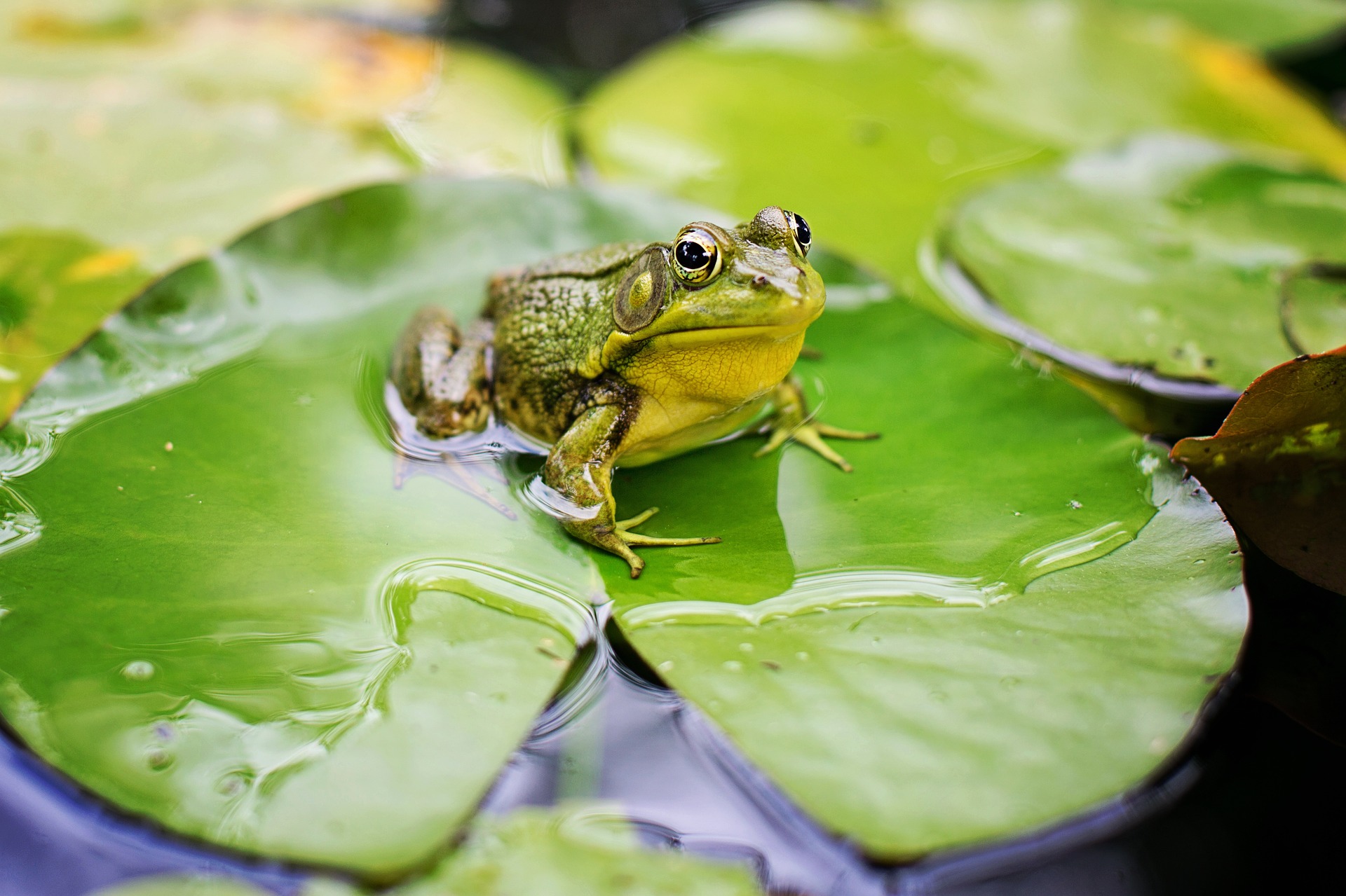 Uncovering antibiotics and cancer drugs in bullfrog DNA 