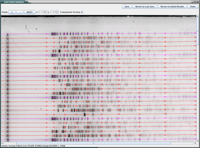 Lane tracking result for a sample DNA fingerprinting gel