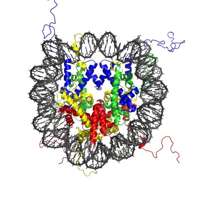 Schematic of a nucleosome - a unit of chromatin