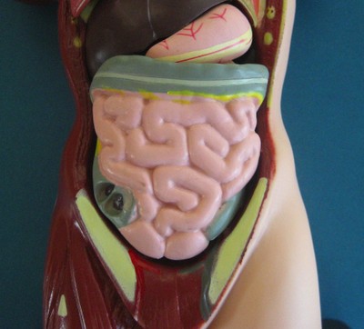 Anatomical Model showing the human colon