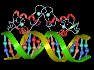 Androgen Receptor DNA-binding-domain