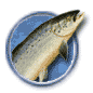 salmon-icon-large.gif