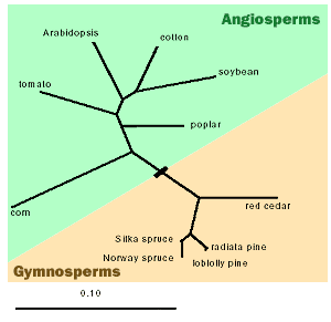 Angiosperms/Gymnosperms diagram