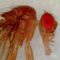 Drosphila melanogaster close-up